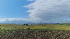 Gerstenfelder, Olivenhaine und im Hintergrund der Parque Natural los Alcornocales.