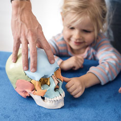 Osteopath Sören Gnoss zeigt einem Kind ein Schädelknochenmodell – kindgerechte Erklärung und ganzheitliche Therapie. Mit anatomischen Modellen vermittelt er Wissen und baut Vertrauen auf, um Blockaden zu erkennen und gezielt osteopathisch Behandeln