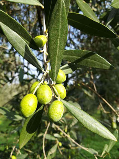 Olive olio extravergine di oliva IGP il Secolare