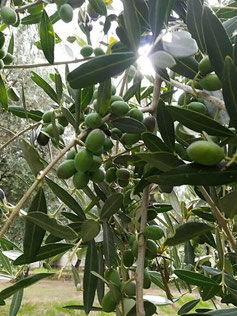 Olive olio extravergine di oliva IGP il Secolare