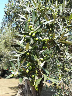 Olive olio extravergine di oliva IGP il Secolare