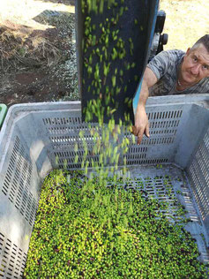 Olive olio extravergine di oliva IGP il Secolare