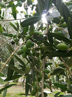 Olive olio extravergine di oliva IGP il Secolare