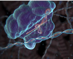 Streptococcus pyogenes Cas9 enzyme