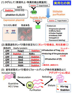 lipoxygenase阻害剤およびα-glucosidase阻害剤の分離・精製