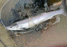 Lachse angeln in Norwegen, mittlerer Fluss, mit Fliege