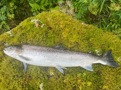 Lachse angeln in Norwegen, mittlerer Fluss, mit Blinker