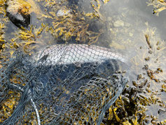 Lachse angeln in Norwegen, mittlerer Fluss, mit Fliege