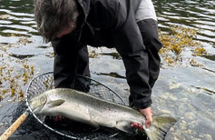 Lachse angeln in Norwegen, mittlerer Fluss, Meerforelle mit Blinker