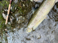 Lachse angeln in Norwegen, mittlerer Fluss, mit Fliege