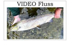 Lachse angeln in Norwegen, mittlerer Fluss, mit Blinker