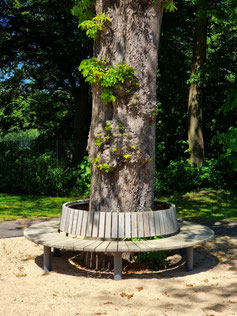 Plural Tree Bench