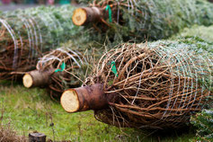 Weihnachtsbäume