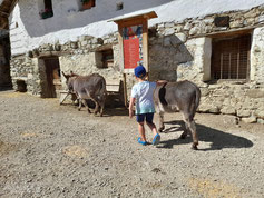 Ein Junge läuft mit zwei Eseln vor dem Bauernhaus