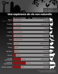 Espérance de vie non-naturelle des animaux d'élevage