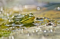 Frosch