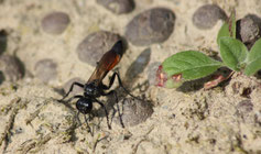 Die gemeine Sandwespe (Ammophila sabulosa) jagt Schmetterlingsraupen und trägt sie als Nahrung für ihre Larven in die Erdnester ein.