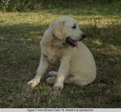 un chiot golden retriever blanc par coachcanin 16 éducateur canin à jarnac cognac rouillac angulême