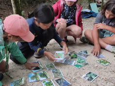 Teilnehmende lösen Baumquartett - im Ferienlager lernen wir auf spielerische Art und Weise unsere Umwelt besser kennen