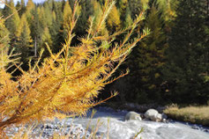 Goldener Herbst im Engadin - erlebe in diesem Ferienlager die schönste Jahreszeit im Engadin