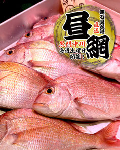 明石浦漁港 昼網直送の天然鯛
