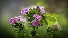 Phlox 