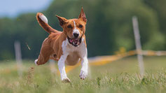 Reico Neukunde werden - Hundefutter und Katzenfutter