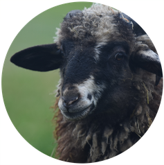 Tiergespräche mittels Telepathie