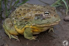 GRENOUILLE TAUREAU AFRICAINE