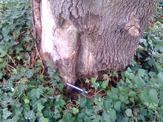 Bewertung von Baumschäden