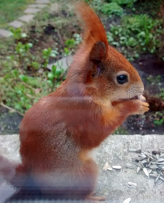 Das Eichhörnchen?