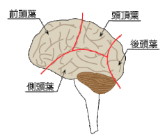 脳の種類