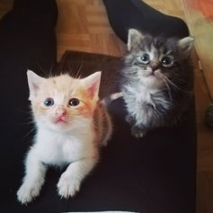 Vergabe Katzen Tsv Krems Webseite