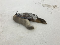 Galapagos - Tierwelt erleben mit ECUADORline