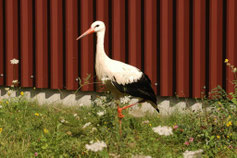 Foto: NABU / Daniel Schmidt-Rothmund