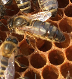 Reine d'abeille noire 2018 (Alsace) www.le rucher des plaisirs.fr