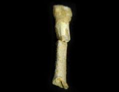 Homo Luzonensis - third metatarsal bone