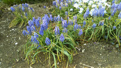 アジュカ キランソウ スノーフレーク ムスカリ はなニラ 草花編 樹木編