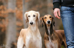 Zwei Hunde nebeneinander stehend neben ihrem Menschen