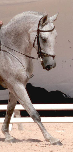 Dressage, 2010.