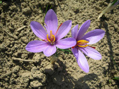 Safran-Krokus blüht im Herbst