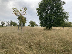 Foto: Michael Wetzel