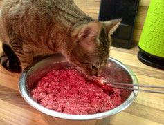 Bild: Kater Wotan nascht vom Barf