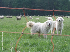 Hier schützen Herdenschutzhunde die Schafherde