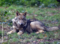 Ruhender Wolf