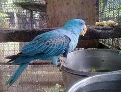 Blau   Tanygnathus lucionensis (Blauscheitel Edelpapagei) 