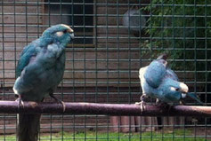 Blau   Cyanoramphus novaezealandia (Ziegensittich) 