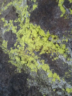 Chrysothrix chlorina, Vosges (photo ugo)