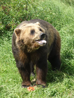 Ursus arctos, Alaska (photo ugo)
