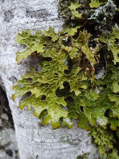 Lobaria pulmonaria, Vosges (photo ugo)